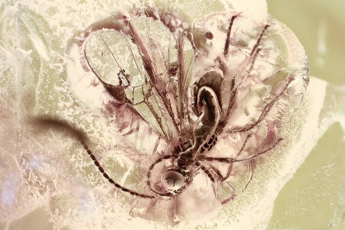 Detailed Fossil Parasitoid Wasp (Braconidae) in Baltic Amber #315319